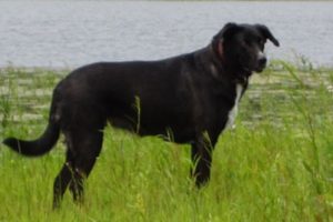 Brandy