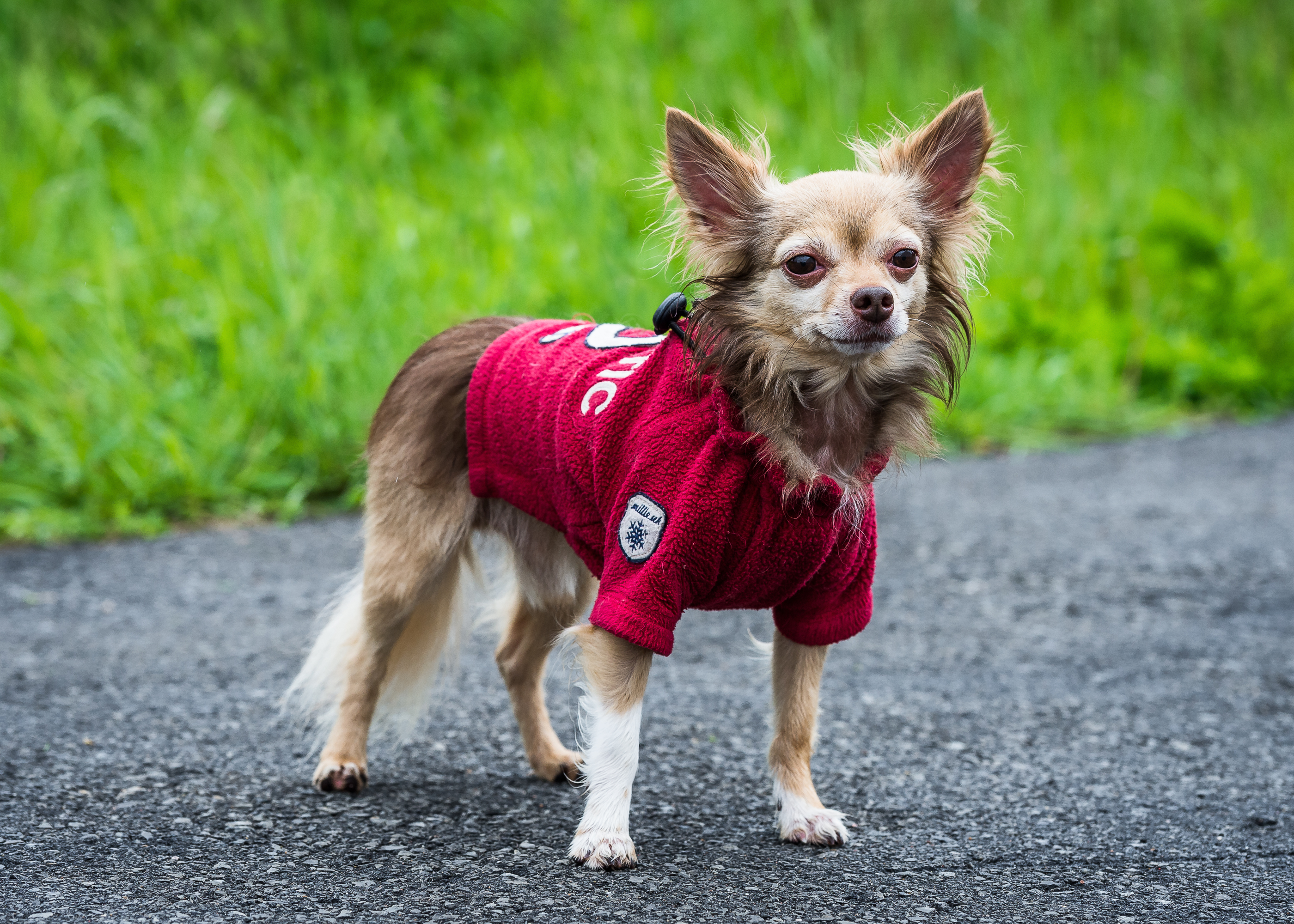 Chico - Adopted | Gerdy’s Rescues and Adoptions