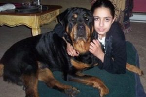 Gentle Ben