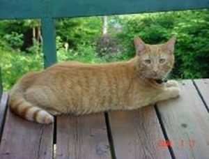 Ginger