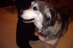 Nikita