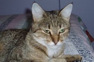 Poucette (Priscilla)