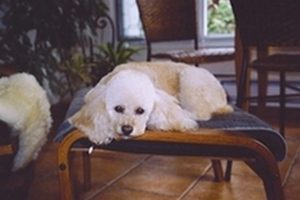 Rosie