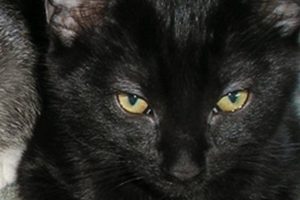 Tom