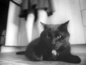 Vincenzo