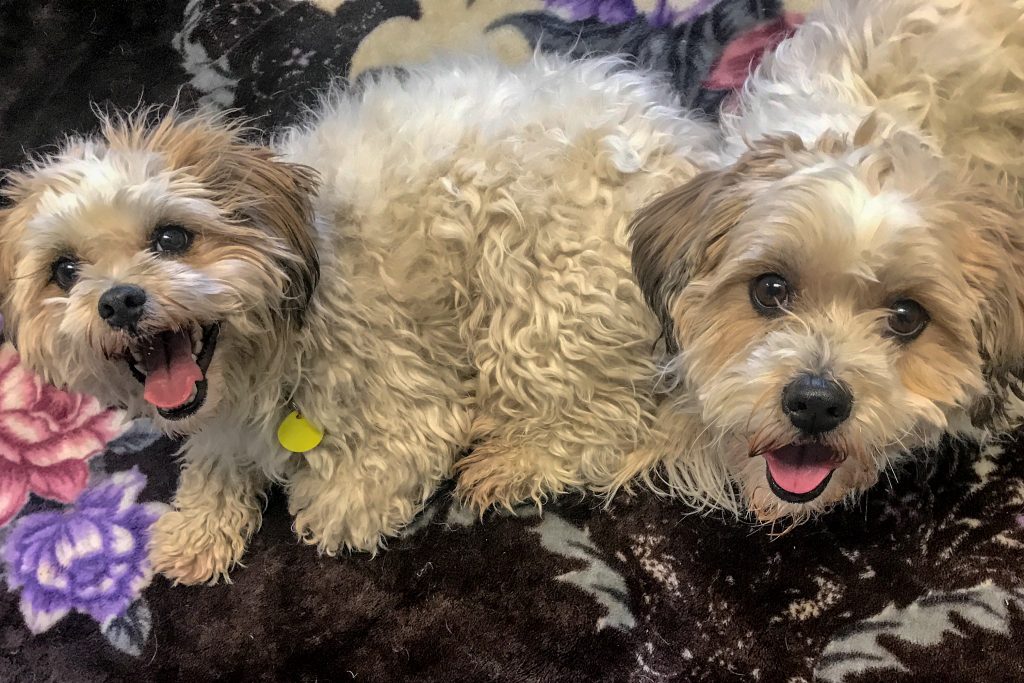 Hero & Aslan - Adopted | Gerdy’s Rescues and Adoptions