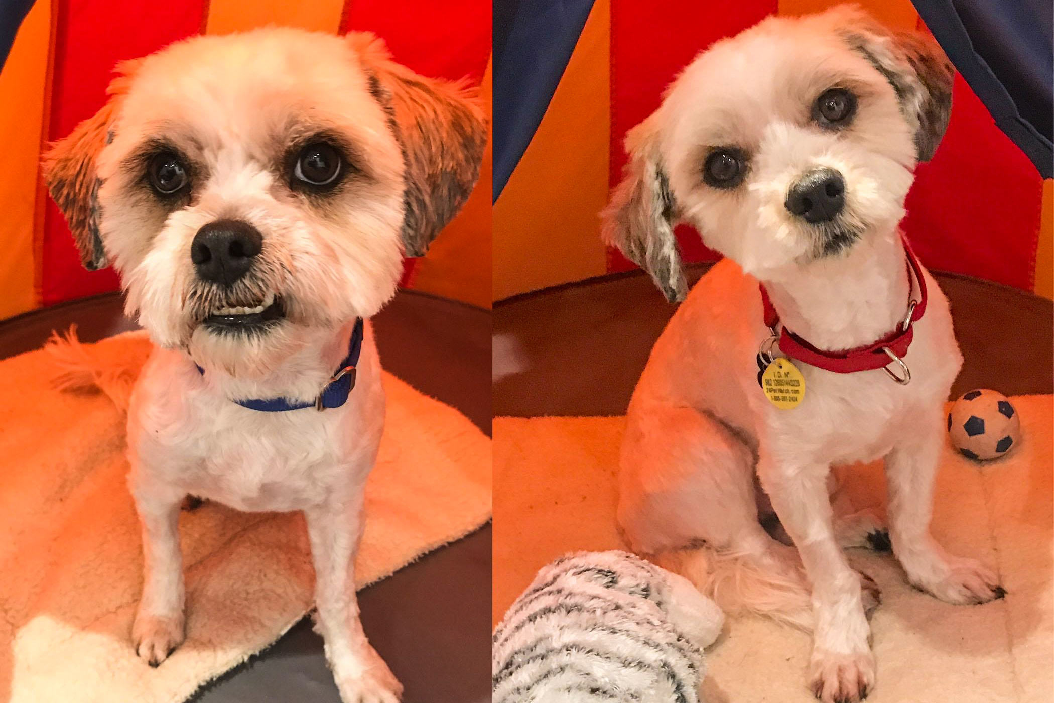 Hero & Aslan - Adopted | Gerdy’s Rescues and Adoptions