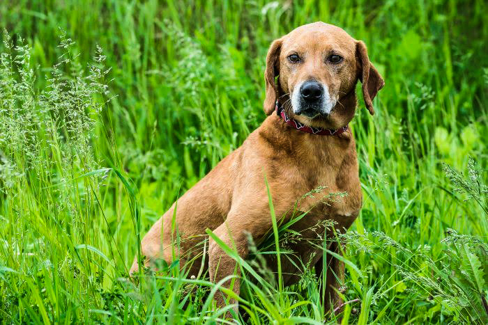 Redd – Adopted | Gerdy’s Rescues and Adoptions
