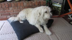 Maggie