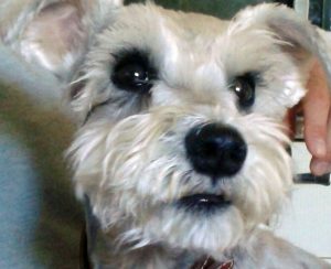 Bonzo
