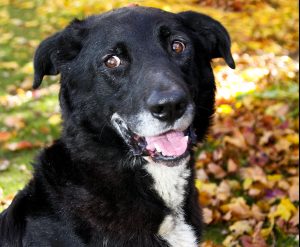Sid