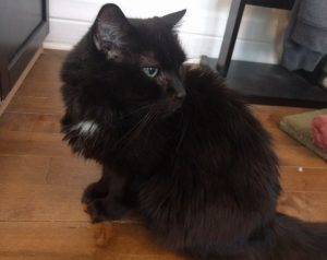 Siggi