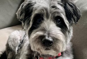 BO