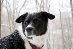 Cowboy