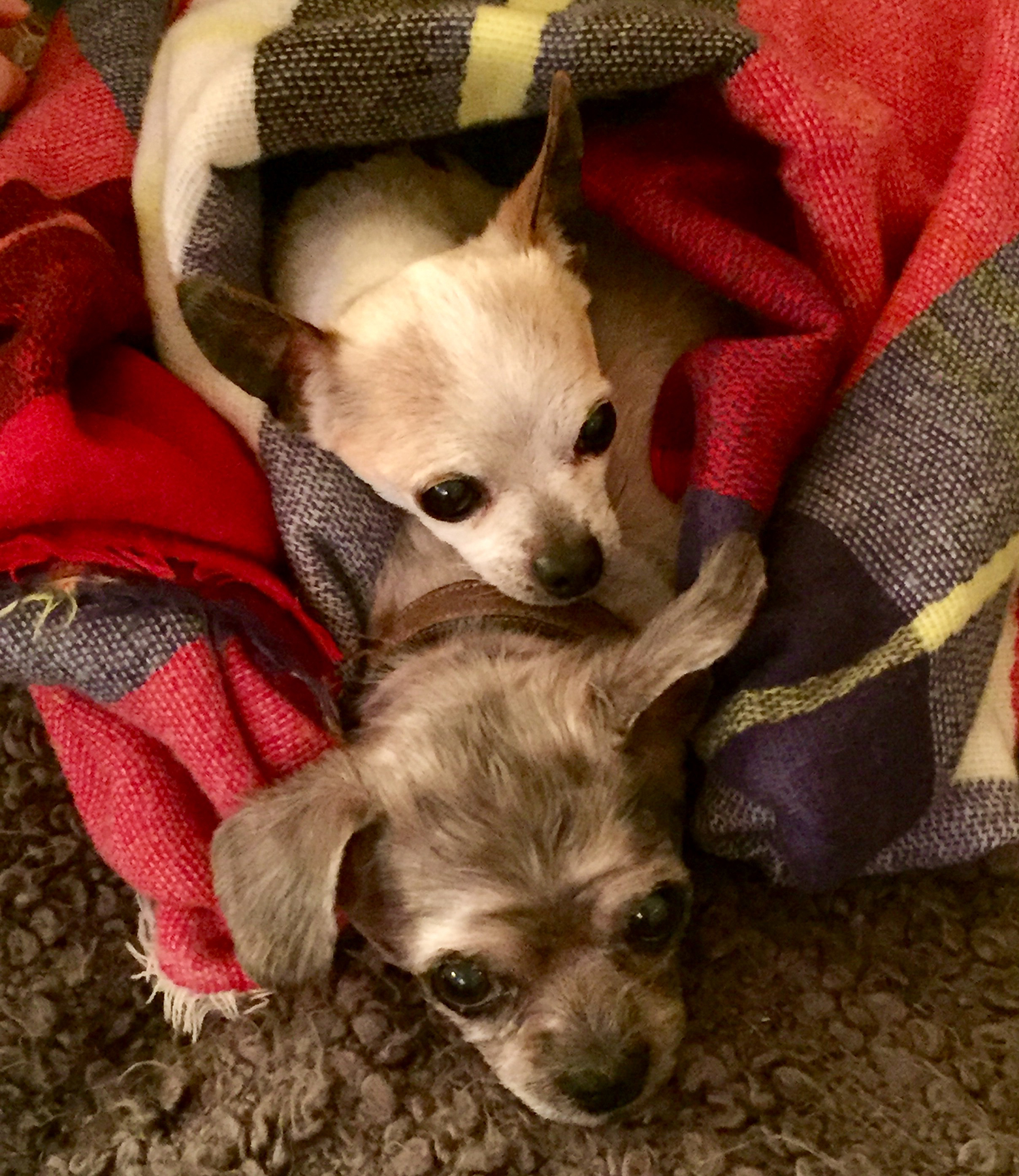 Peanut Gerdy's Rescues & Adoptions