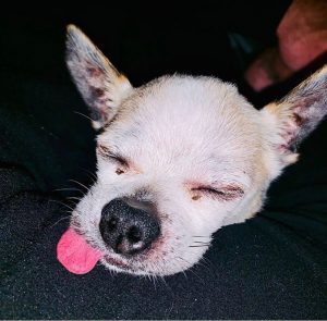 Peanut