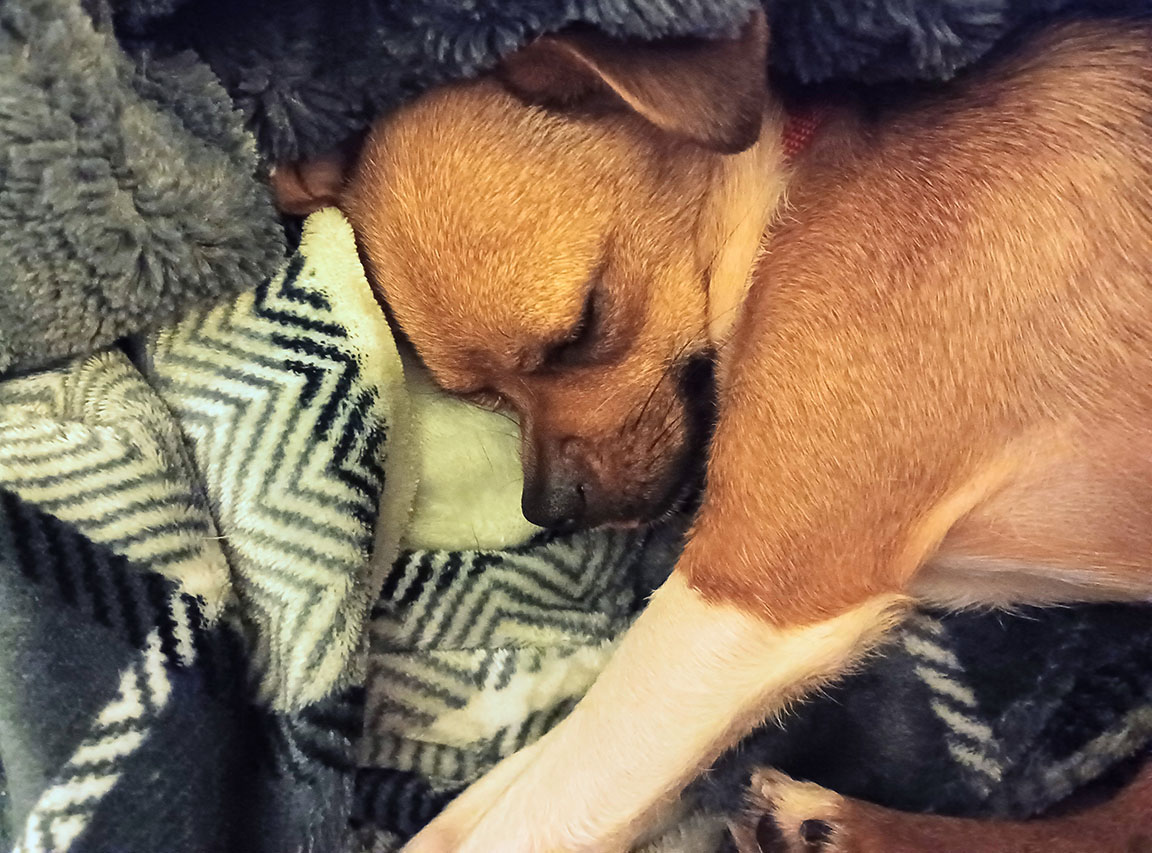 Rescue Roo Roo | Gerdy’s Rescues and Adoptions