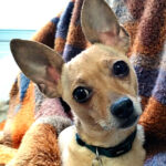 Tim the brave chihuaha.