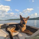 Kelly the young German Shepherd.
