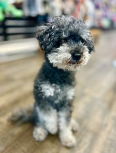 Lola minipoodle paw up 1