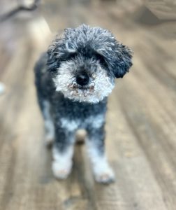Lola minipoodle vertical 1