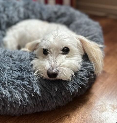 Merlin the senior Coton de Tulear dog.