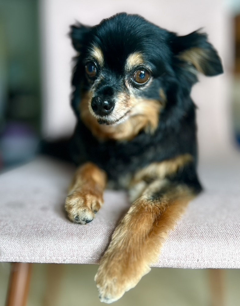 Yuri on chair paws v