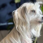 Julien, a Chinese Crested dog.