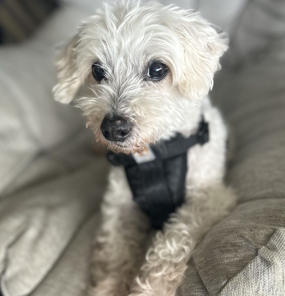 Merlin the senior Coton de Tulear dog.