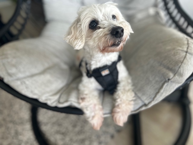 Merlin the senior Coton de Tulear dog.