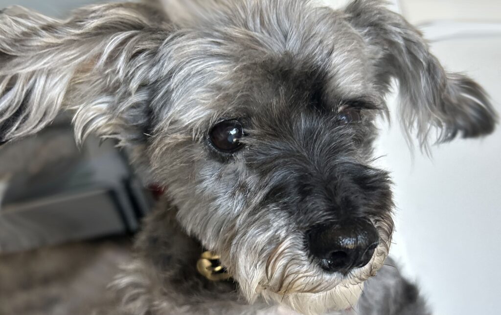 Maddie, a senior schnauzer.