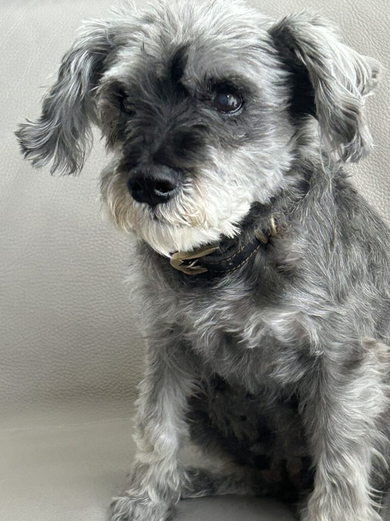 Maddie, a senior schnauzer, sitting.