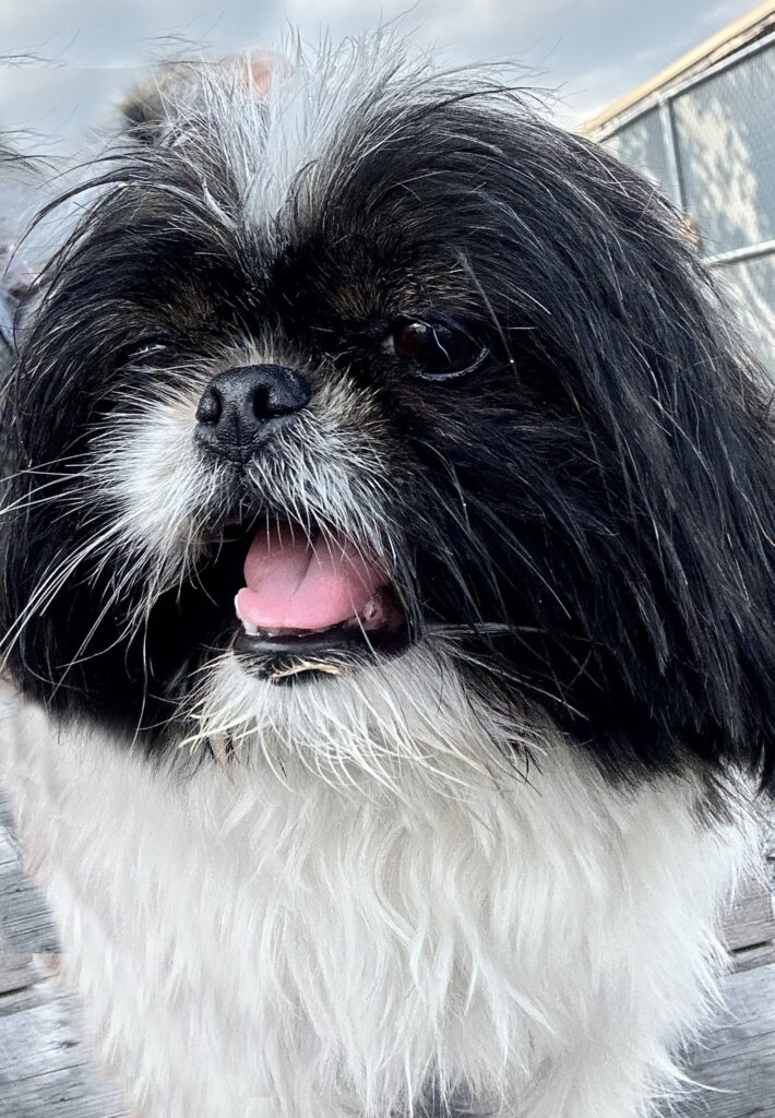 Tokyo face