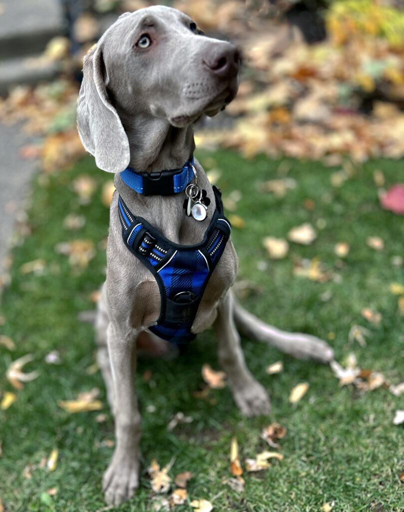 Frederic weimaraner sitting