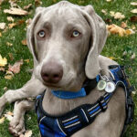 Fred, a Weimaraner puppy dog.