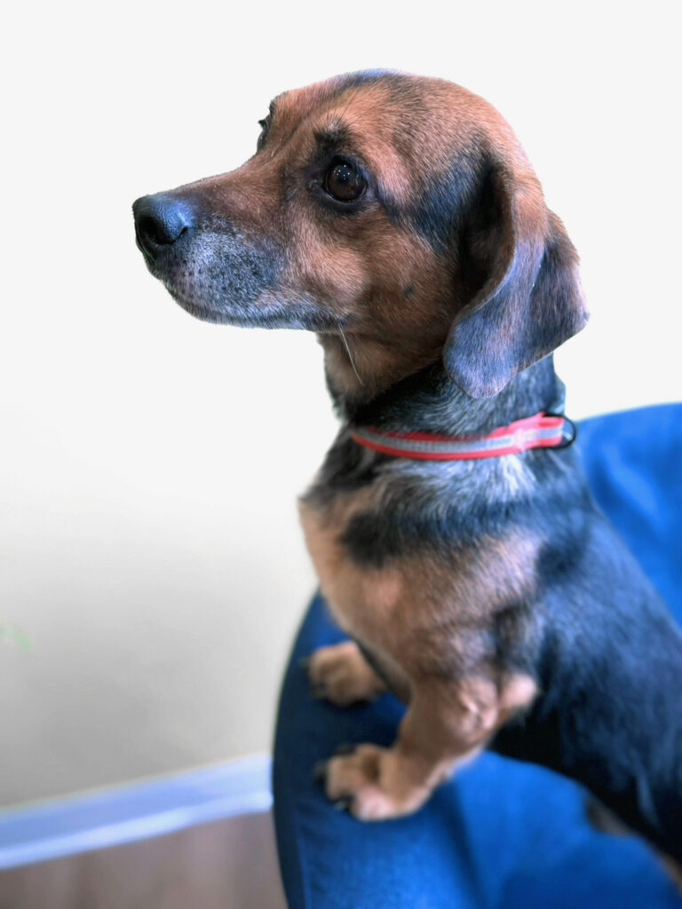 Amigo chair hind legs