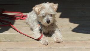Milou