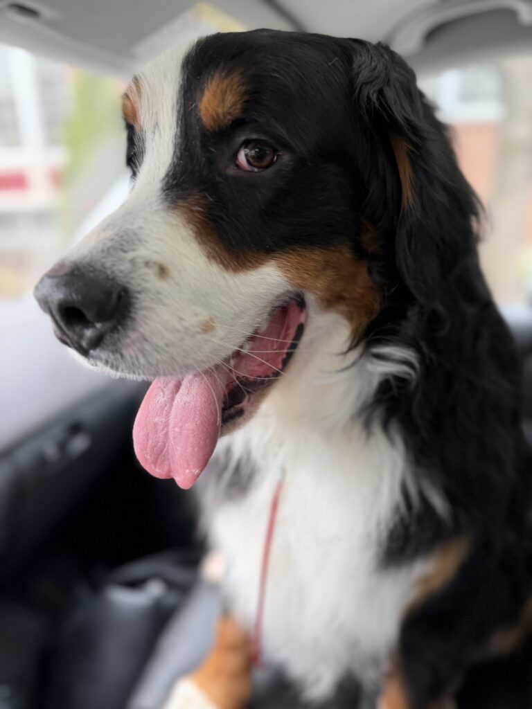 Bean in the car