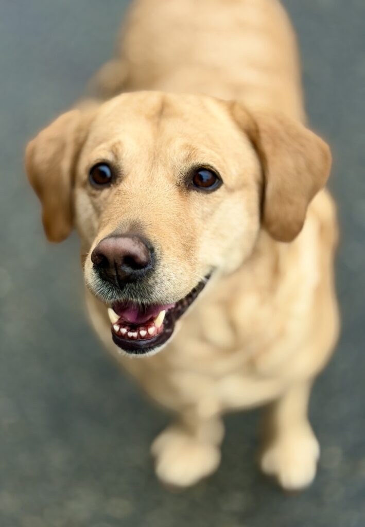 Luna face