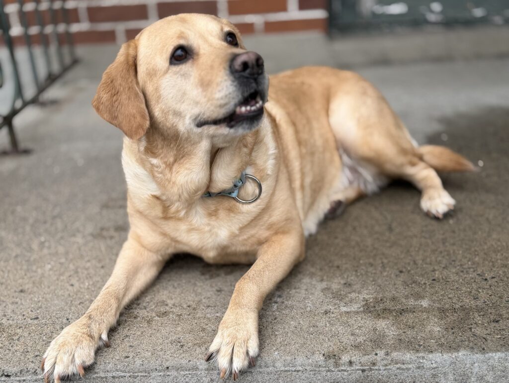 Luna lying down