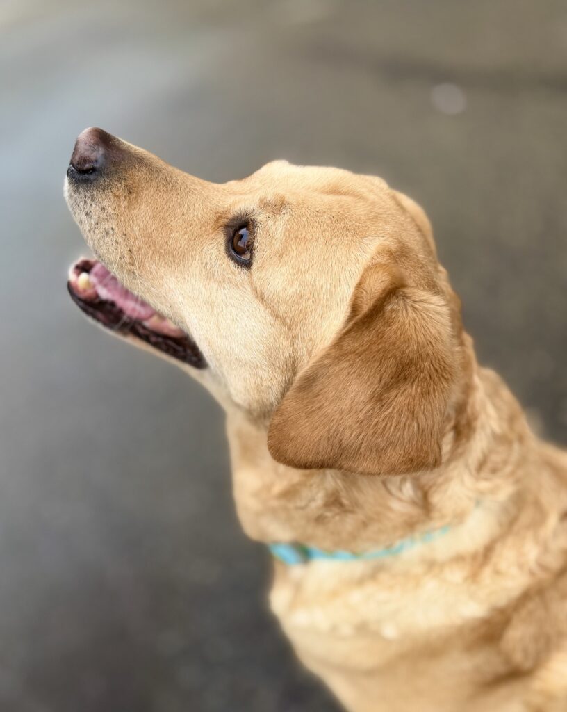Luna profile