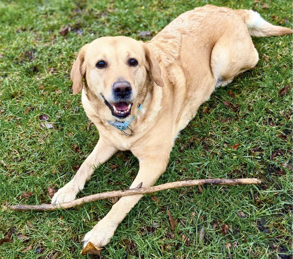 Luna with a stick
