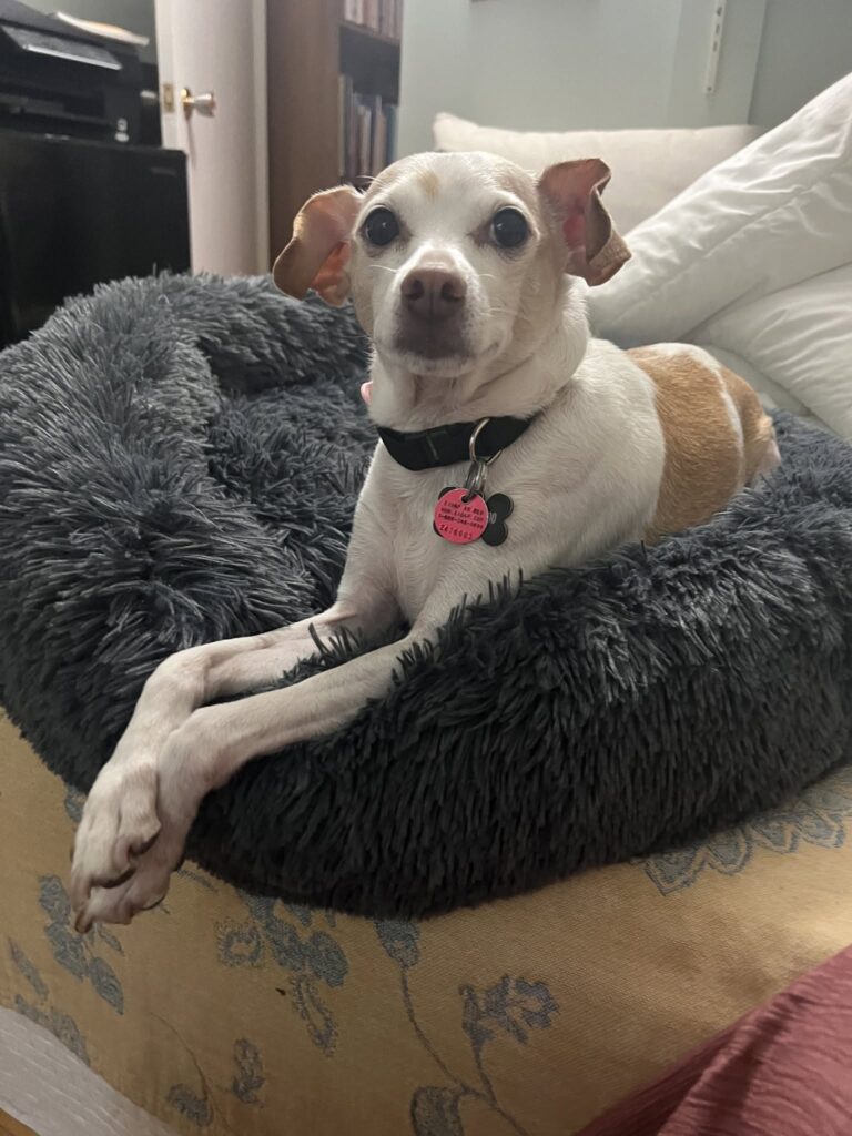 Coco in bed