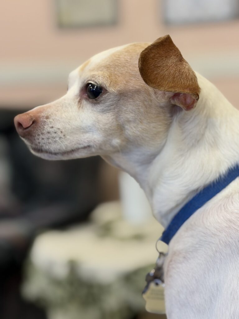 Coco profile