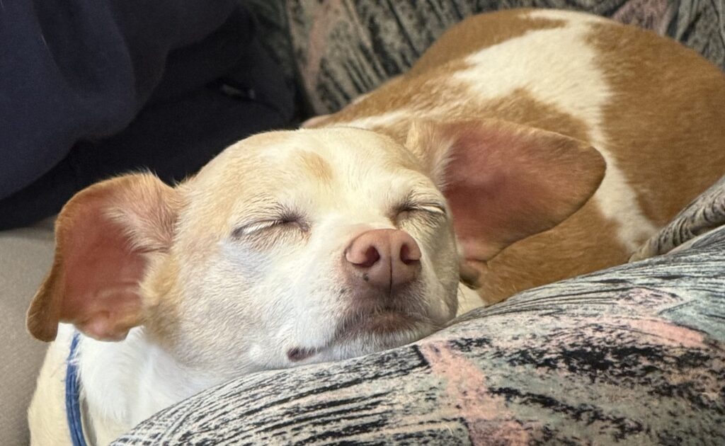 Coco sleeping