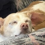 Coco sleeping
