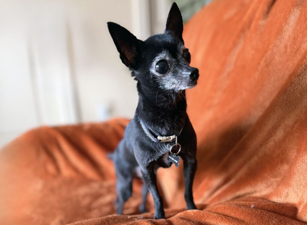 Fig standing