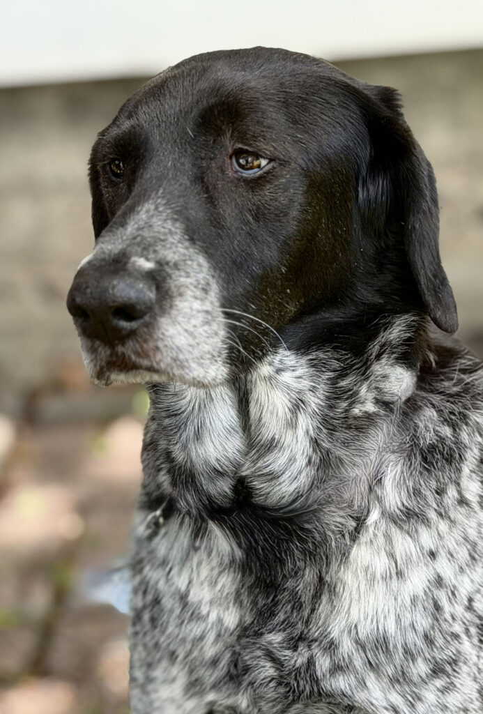 Freddie GSHP portrait face