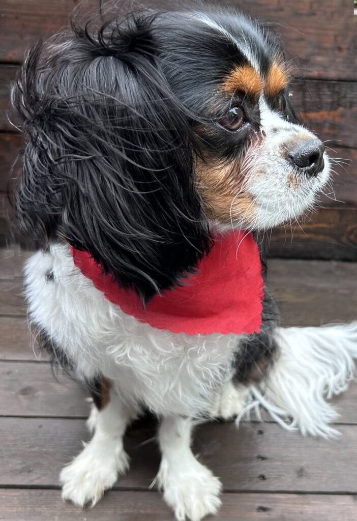 Charlie ear