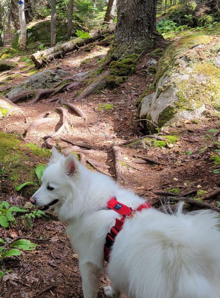 Bernie in the forest